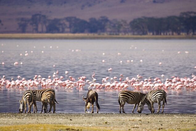 4 DAYS 3 NIGHTS LAKE NAKURU & LAKE NAIVASHA SAFARI